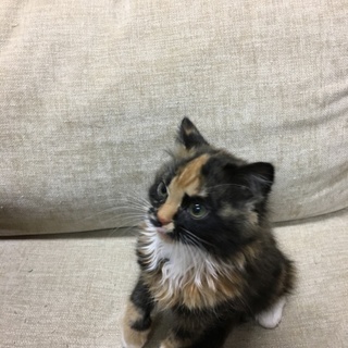 子猫の里親さん探しています。