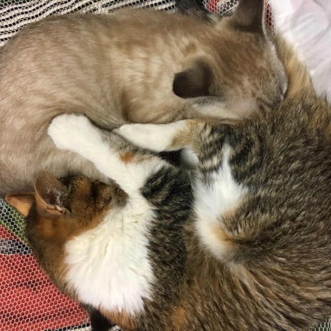 いおるなのカバー写真
