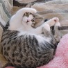 にゃあちゃん
