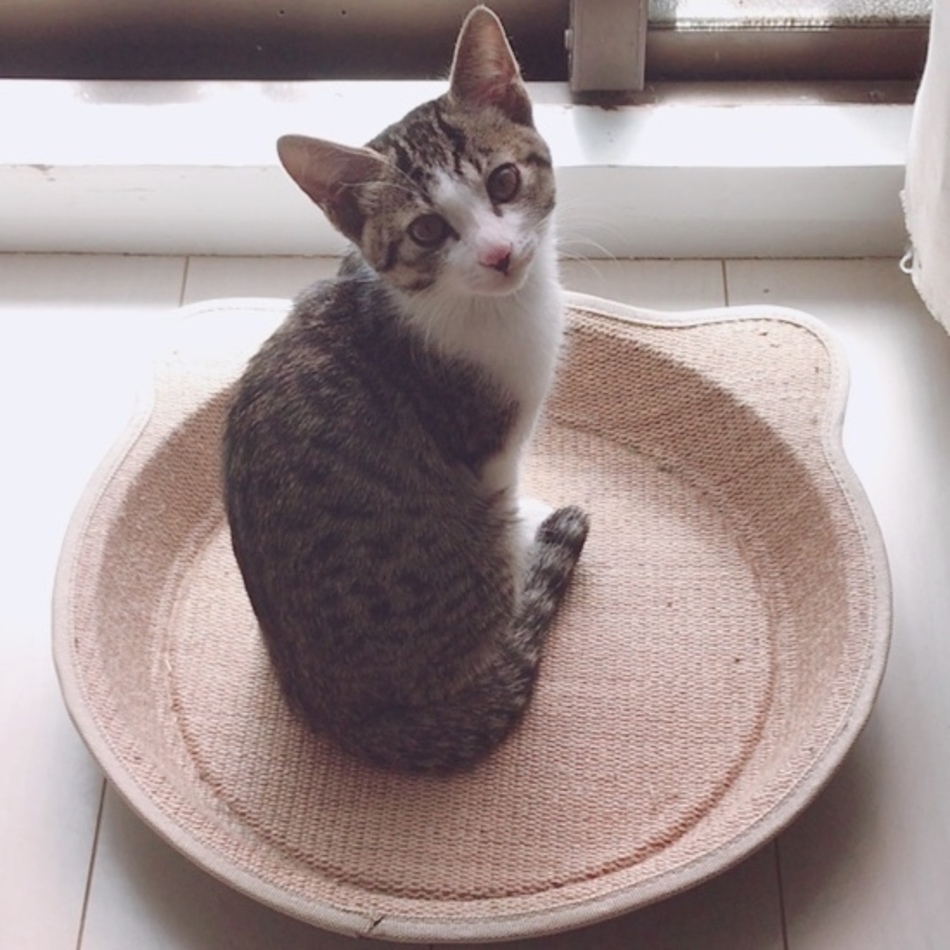 にゃあちゃんのカバー写真