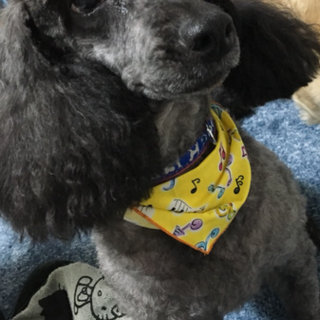 ミディアムプードルの 花ちゃん