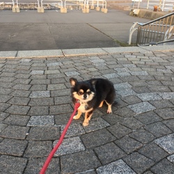 「お外へGO！」サムネイル2