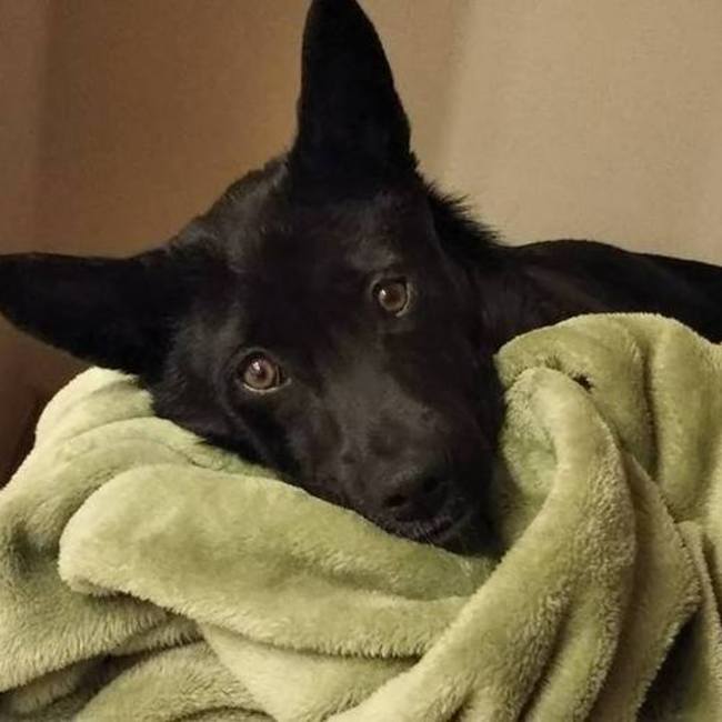 けろまつのカバー写真