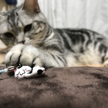 お姉ちゃんの修学旅行のお土産GETฅ^•ﻌ•^ฅ