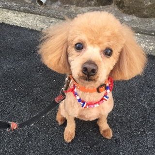 人懐っこくてやんちゃな男の子です！