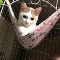 超イケメンのマッチくん