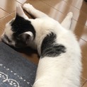 ハートが 可愛い  カブくん