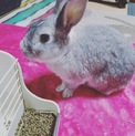 うさぎ 里親募集
