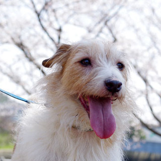 ハチ∞くん（♂）