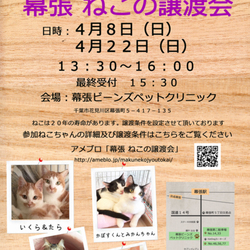 千葉市「幕張 ねこの譲渡会」ワンコと同居可能なにゃんこ参加します サムネイル3