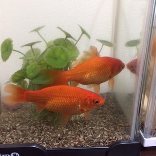 祭りの金魚4匹をもらってくださる方、募集してます。