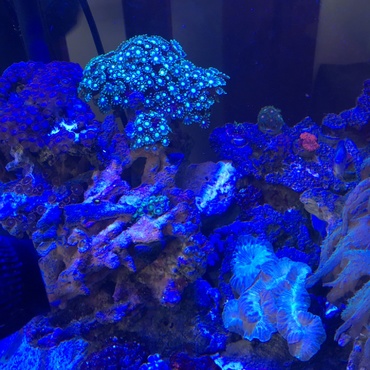 我が家のお魚とサンゴたち