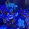 我が家のお魚とサンゴたち