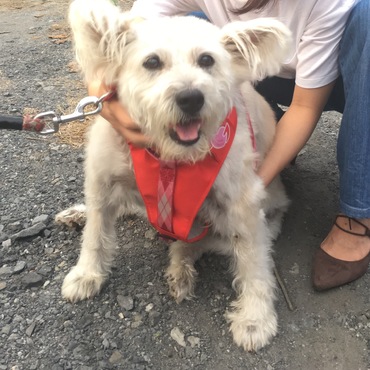 実家の愛犬です☆こう見えてもおっきい。シバちゃん&ホワイティとマルの合いの子。現在14歳