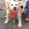 実家の愛犬です☆こう見えてもおっきい。シバちゃん&ホワイティとマルの合いの子。現在14歳