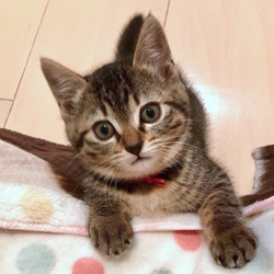 ＊子猫〜成猫里親会＊