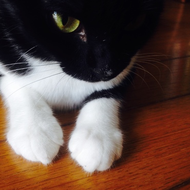 主人の実家の愛猫ちゃん。真っ白手袋してます