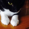 主人の実家の愛猫ちゃん。真っ白手袋してます