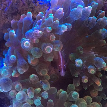 花クマノミさんとイソギンさん