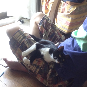 甘えん坊の猫ちゃんと主人