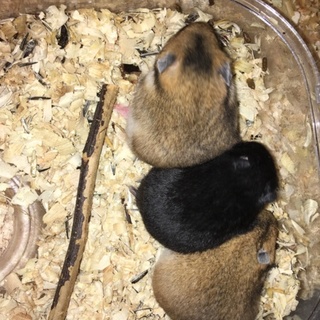 2/27生まれのゴールデン