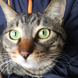 兄弟一緒が安心の大きなキジトラくん5歳