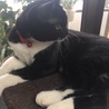 見返り美人
