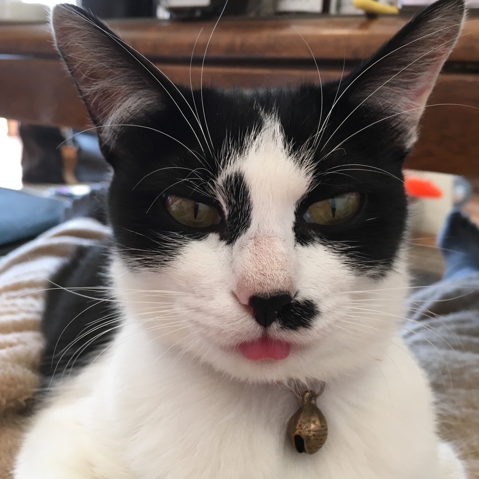 リオのカバー写真