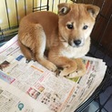 手が気になるけど…ビビりの柴風/犬は大好き！