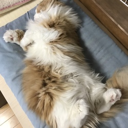 「祝  1歳」サムネイル1