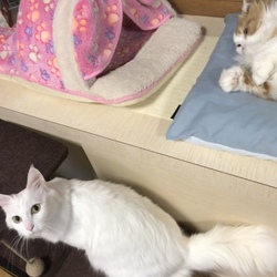 「祝  1歳」サムネイル3