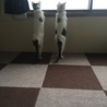 完全室内飼いだからか、外の世界に興味津々(※私の監視下の元でお外見学会)