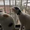 初めて見る雪に夢中だった日