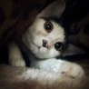 時々私の目覚まし時計になってくるこの方！止め方分からないから布団に入れたら鳴り止みました