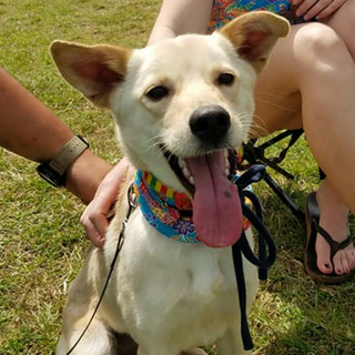 里親様決定しました(^ ^)ありがとうございます