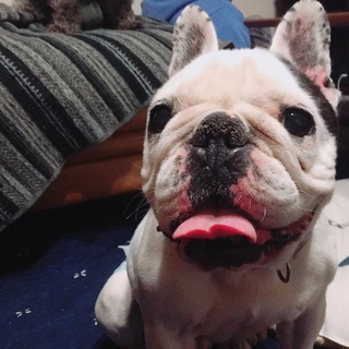 人懐こくて、元気な女の子です！