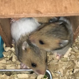 ゴールデンハムスター里親募集