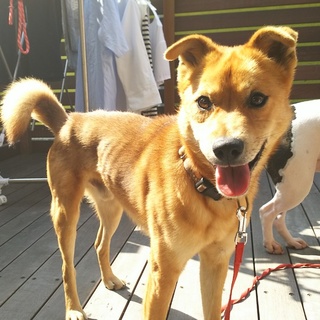 ★人に寄り添っていたい★雑種の男の子