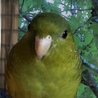 サザナミインコの「クゥー」