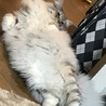小太郎