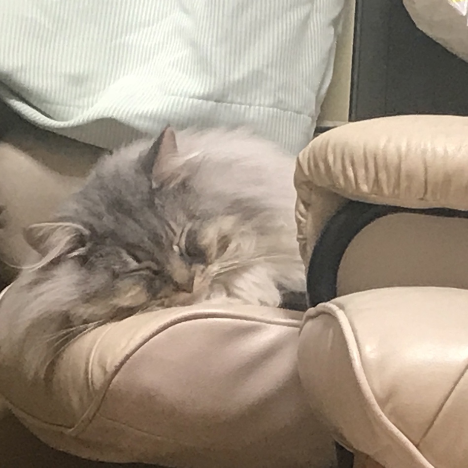 小太郎のカバー写真