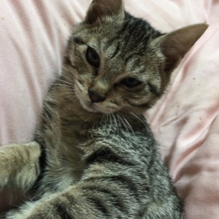 里親になって下さる方募集中