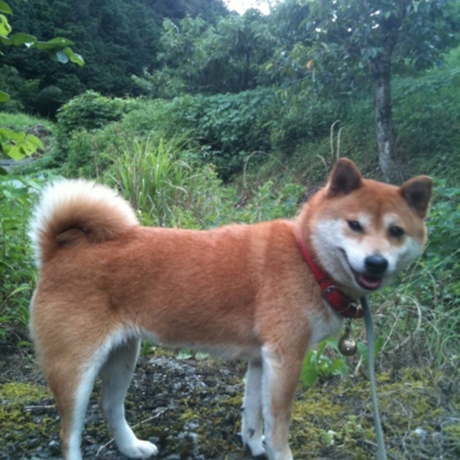 momo&momotaroのカバー写真