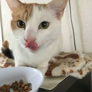 お鼻がピンクで茶白の美猫ちゃん