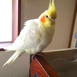 温かく迎え入れてくださる里親さんが決定しました！