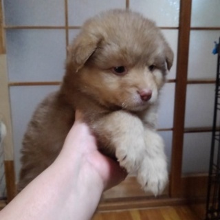 野犬の子犬　２匹