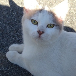 仲間外れの猫ちゃん、ずっとのお家探しています。