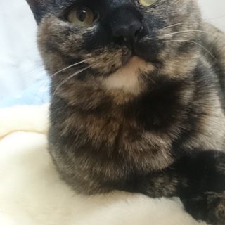 サビ柄☆すずちゃん