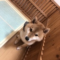 柴犬の女の子 里親募集