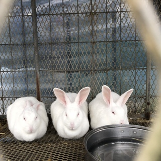 ジャパニーズホワイトのメス4匹の里親募集中です。